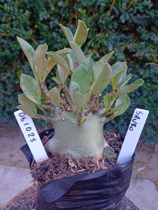 0610 25 Arabicum Sauron - F2 12 meses