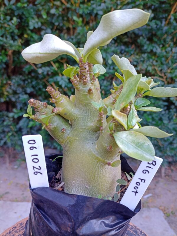 0610 26 Arabicum Big Foot - F2 12 meses
