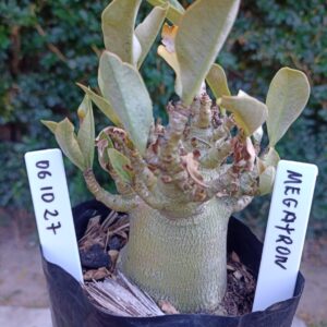0610 27 Arabicum Megatron - F2 12 meses