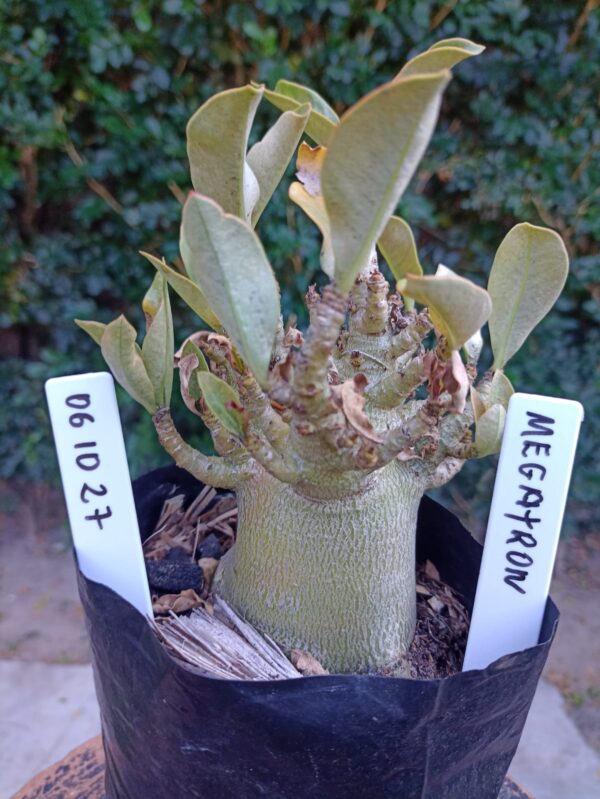0610 27 Arabicum Megatron - F2 12 meses