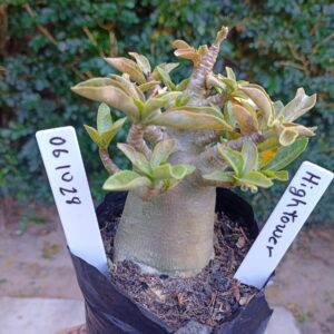 0610 28 Arabicum Hightower - F2 12 meses