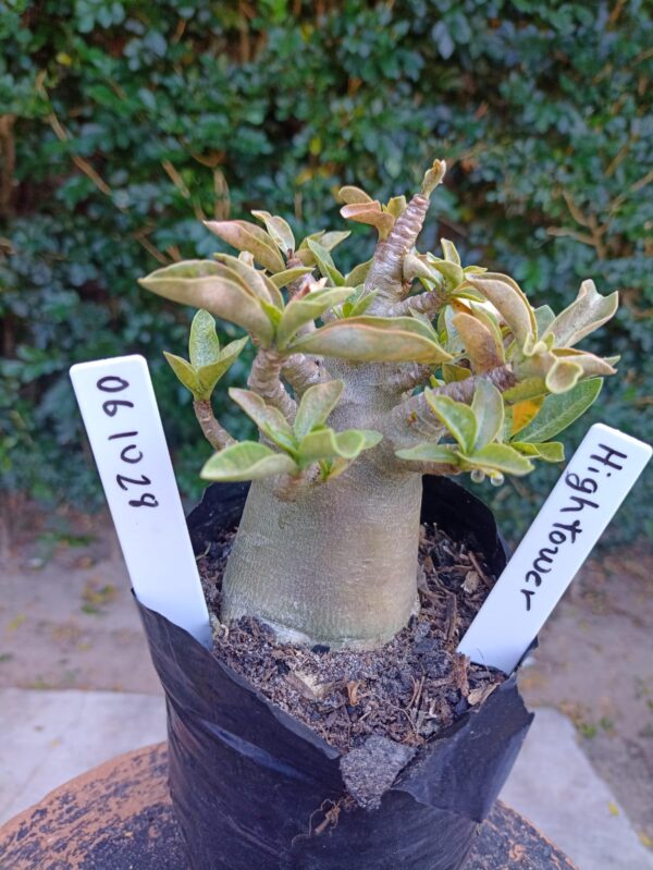 0610 28 Arabicum Hightower - F2 12 meses