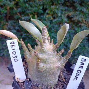 0610 30 Arabicum Bardok - F2 12 meses