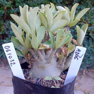 0610 32 Arabicum Azog - F2 12 meses