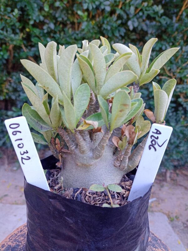 0610 32 Arabicum Azog - F2 12 meses
