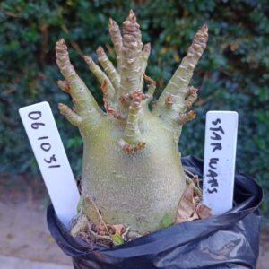 0610 31 Arabicum Star Wars - F2 12 meses