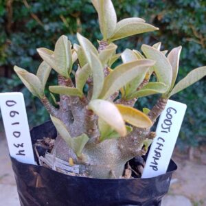 0610 34 Arabicum Godji Champ - F2 12 meses