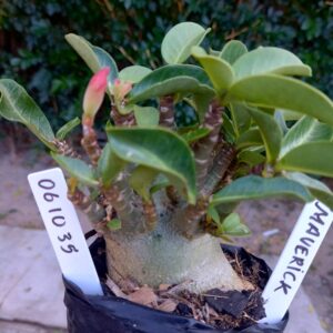 0610 35 Arabicum Maverick - F2 12 meses