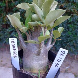 0610 36 Arabicum Ironhide - F2 12 meses