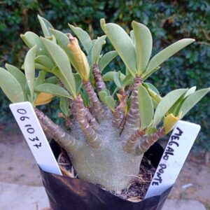 0610 37 Arabicum Megalodonte - F2 12 meses