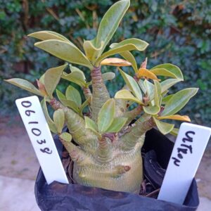 0610 38 Arabicum Ultron - F2 12 meses