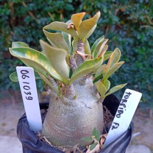 0610 39 Arabicum Torpedo - F2 12 meses