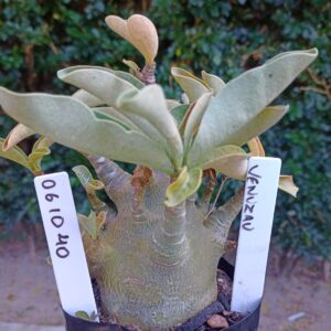 0610 40 Arabicum Venuzau - F2 12 meses