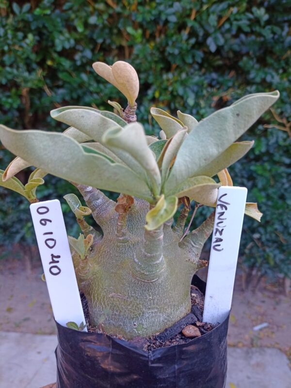 0610 40 Arabicum Venuzau - F2 12 meses