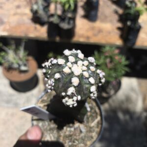 0610 05 Ásteria Black