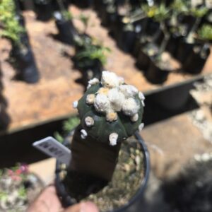 0610 01 Astrophytum ásteria ooibo