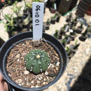 0610 01 Astrophytum Ásteria