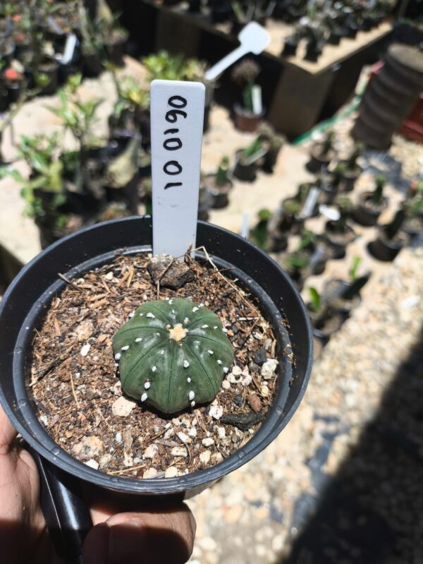 0610 01 Astrophytum Ásteria