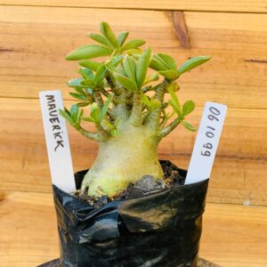 0610 99 Arabicum Maverick - F2 12 meses