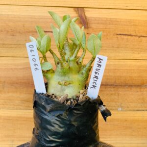 0610 66 Arabicum Maverick - F2 12 meses