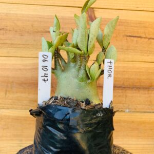 0610 47 Arabicum Thor - F2 12 meses