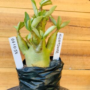 0610 53 Arabicum Hightower  - F2 12 meses