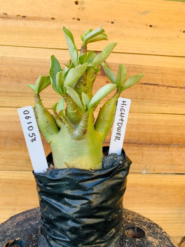 0610 53 Arabicum Hightower  - F2 12 meses