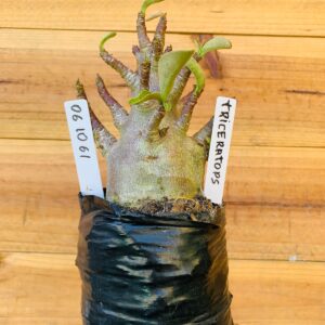 0610 61 Arabicum Triceraptors - F2 12 meses