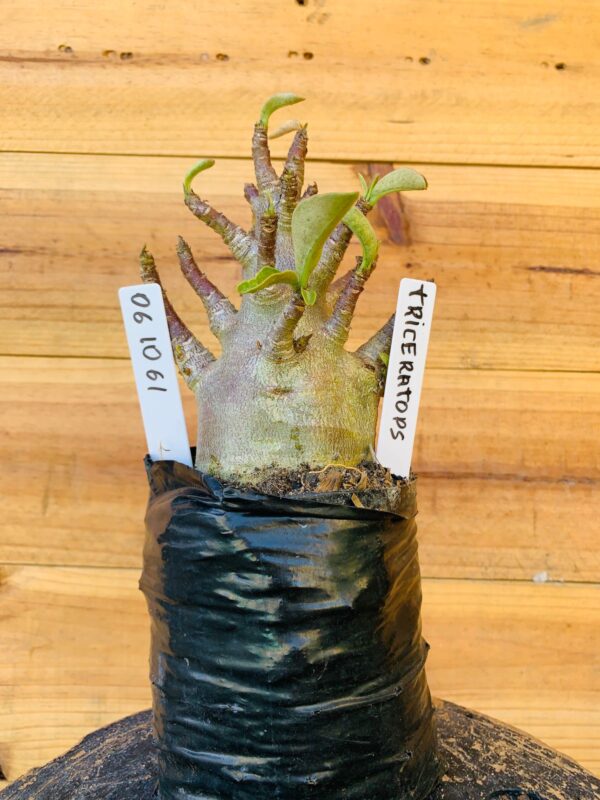 0610 61 Arabicum Triceraptors - F2 12 meses