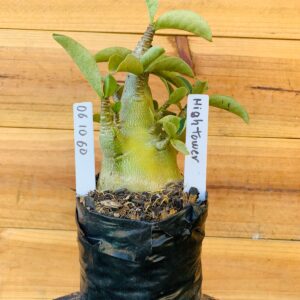 0610 60 Arabicum Hightower - F2 12 meses