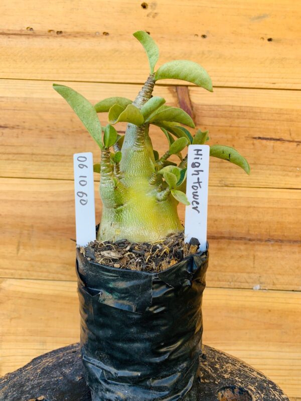 0610 60 Arabicum Hightower - F2 12 meses