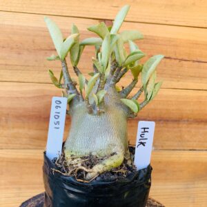 0610 51 Arabicum Hulk - F2 12 meses