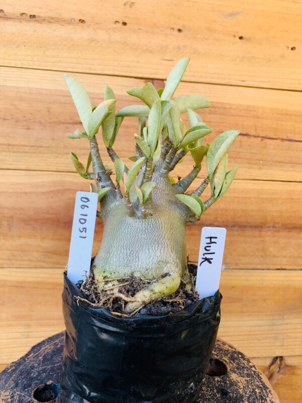 0610 51 Arabicum Hulk - F2 12 meses