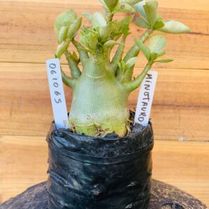 0610 65 Arabicum Minotauro - F2 12 meses