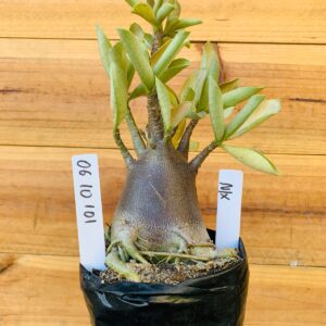 0610 101 Arabicum Nix - F2 12 meses