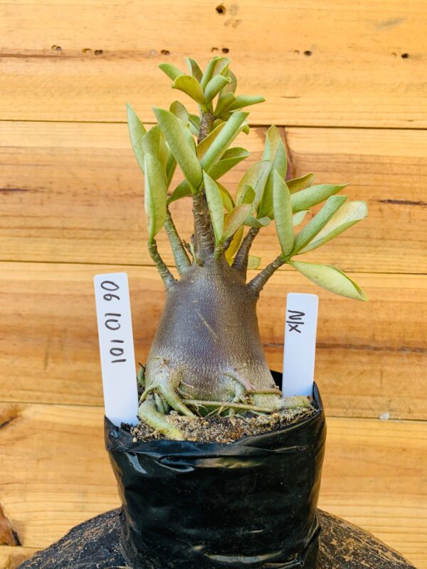 0610 101 Arabicum Nix - F2 12 meses