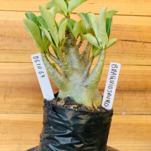 0610 67 Arabicum Braquiossauro - F2 12 meses
