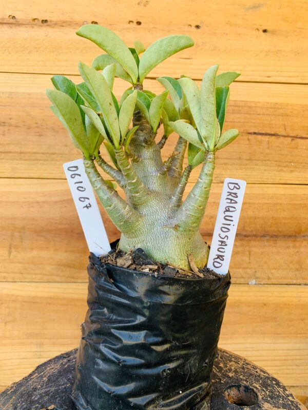 0610 67 Arabicum Braquiossauro - F2 12 meses