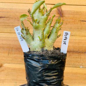 0610 104 Arabicum Popeye - F2 12 meses