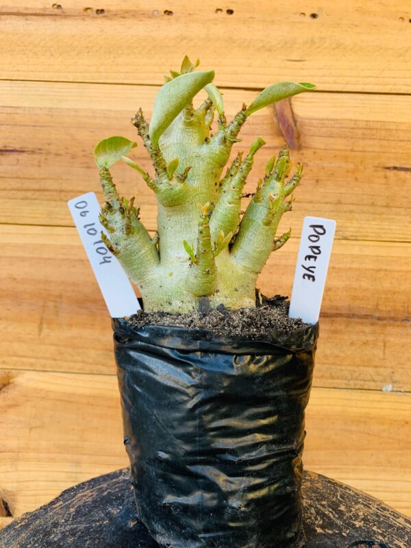 0610 104 Arabicum Popeye - F2 12 meses