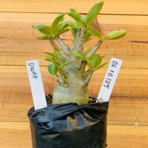 0610 105 Arabicum Dwaf - F2 12 meses