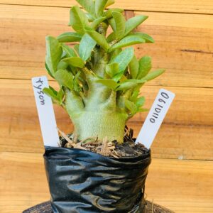 0610 110 Arabicum Tyson - F2 12 meses