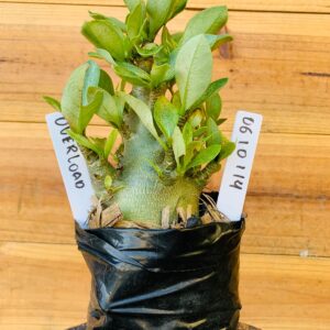 0610 114 Arabicum Overload- F2 12 meses