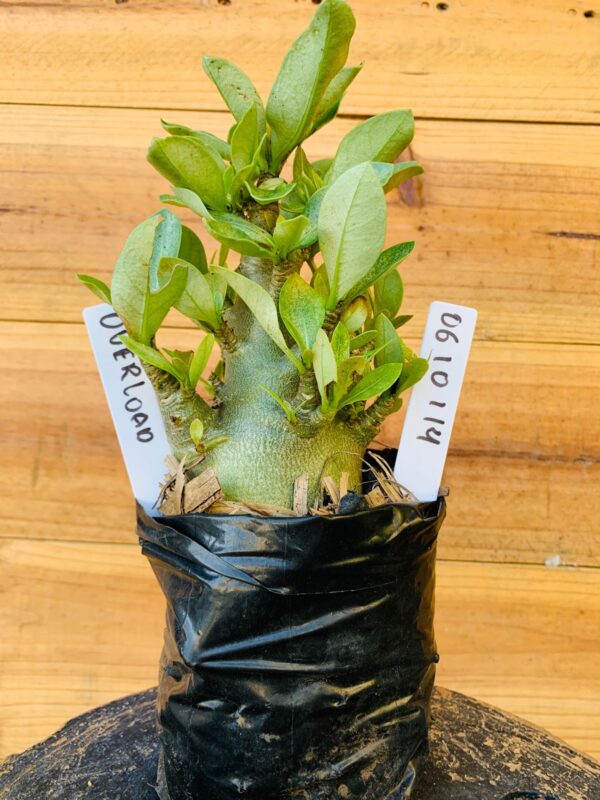 0610 114 Arabicum Overload- F2 12 meses