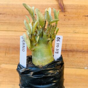0610 113 Arabicum Urano - F2 12 meses