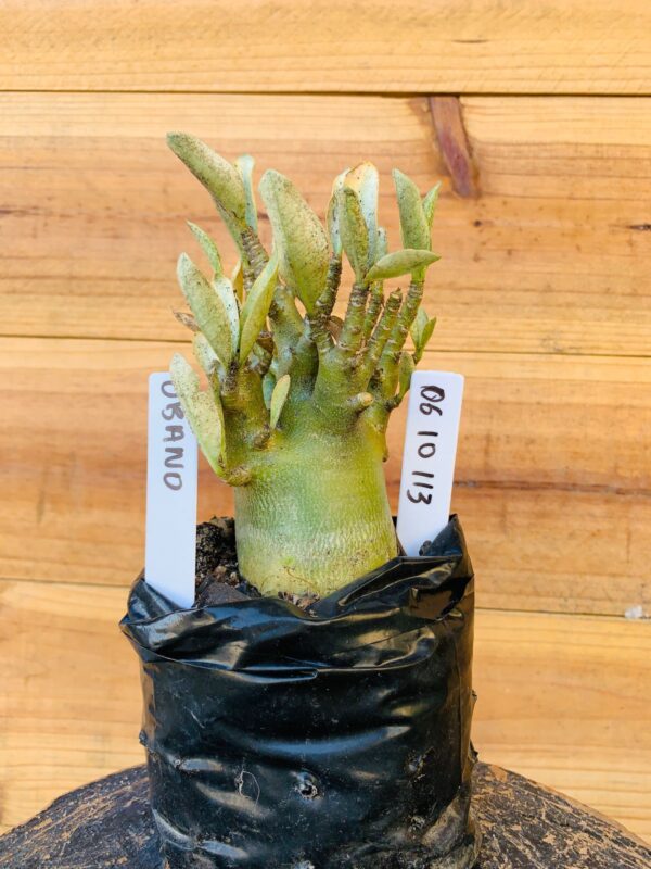 0610 113 Arabicum Urano - F2 12 meses