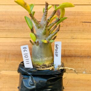 0610 111 Arabicum Godzilla - F2 12 meses