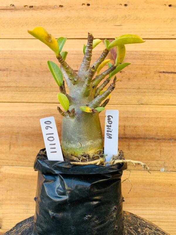 0610 111 Arabicum Godzilla - F2 12 meses
