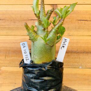 0610 112 Arabicum Hulk - F2 12 meses