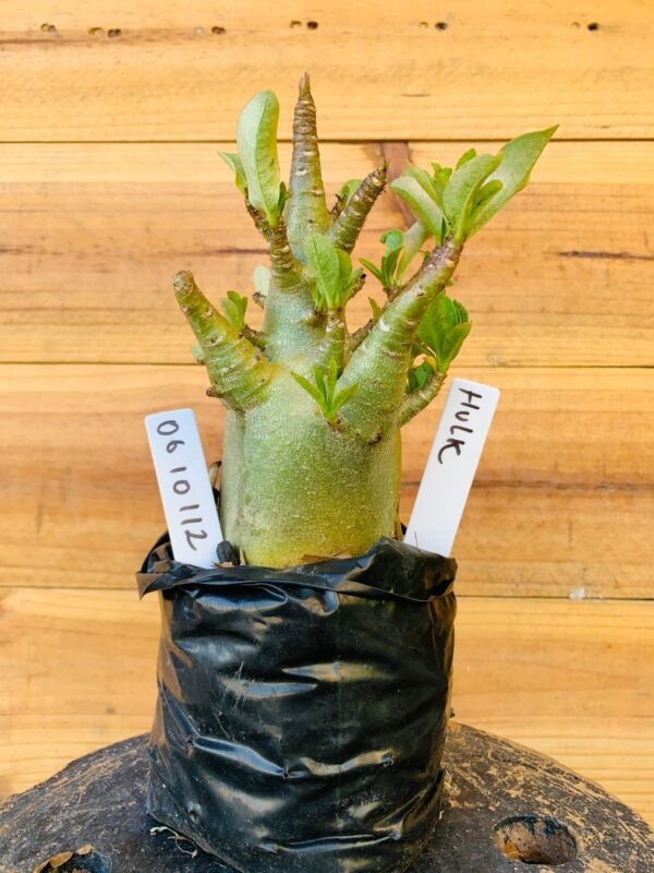 0610 112 Arabicum Hulk - F2 12 meses